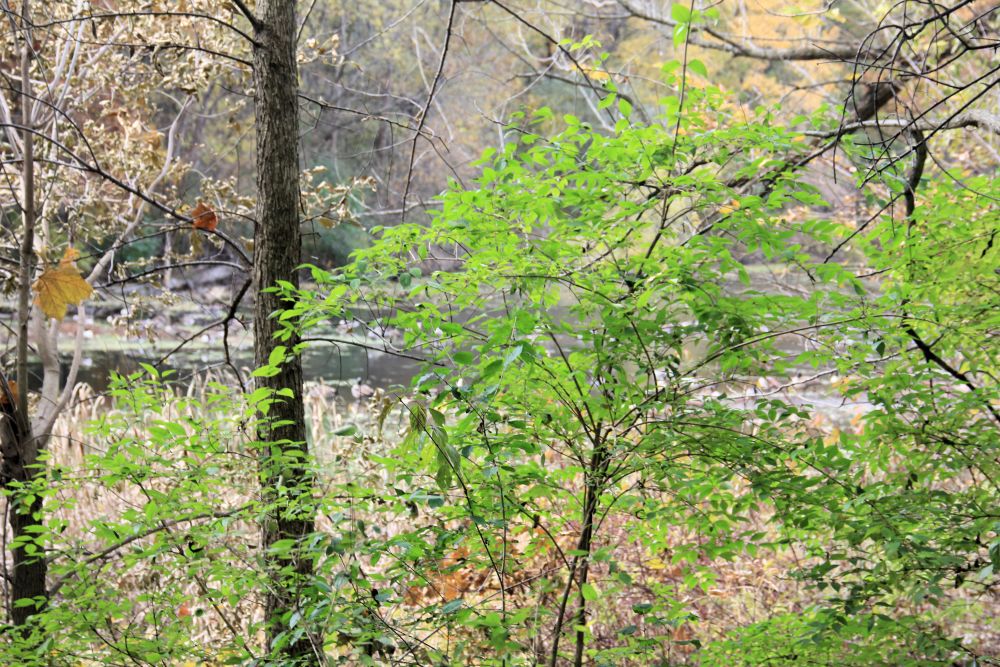 Outlook
