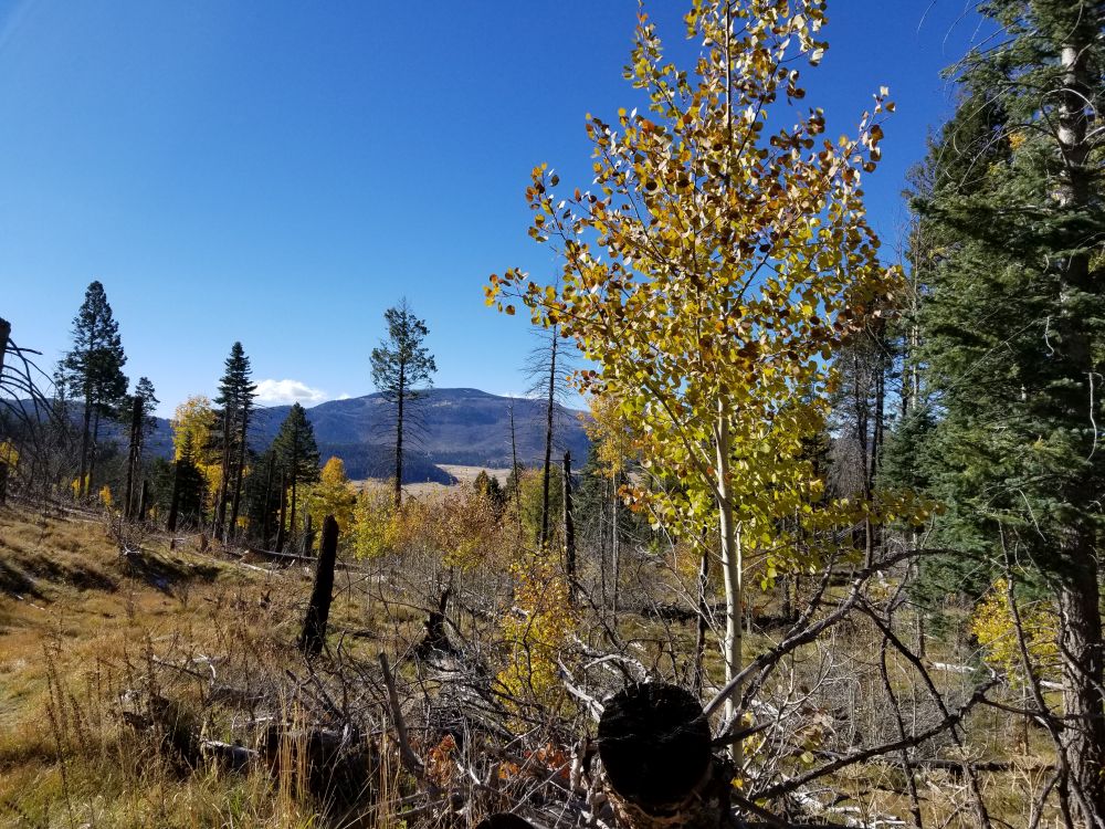 Outlook