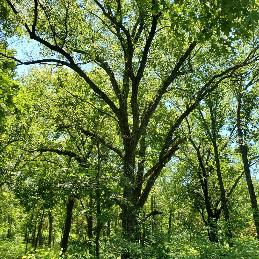Outlook
