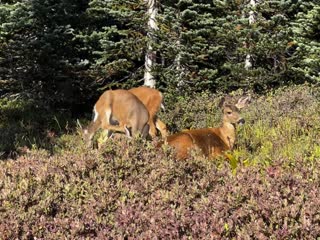 Mount Rainier NP