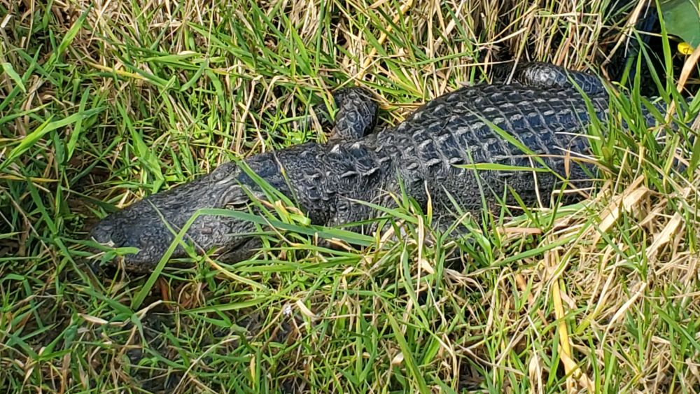 Anhinga Trail