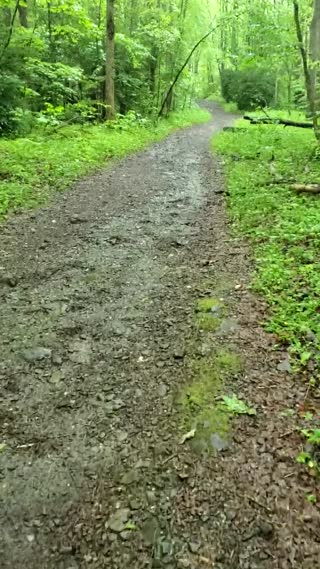 Kephart Prong Trail