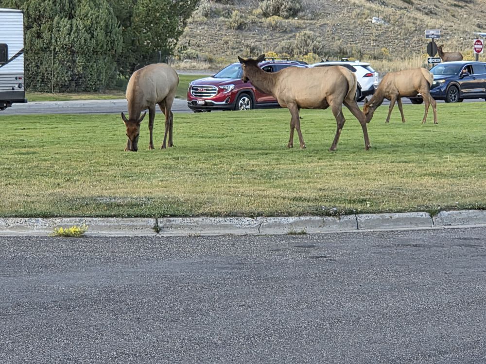Elk in Mammoth Village