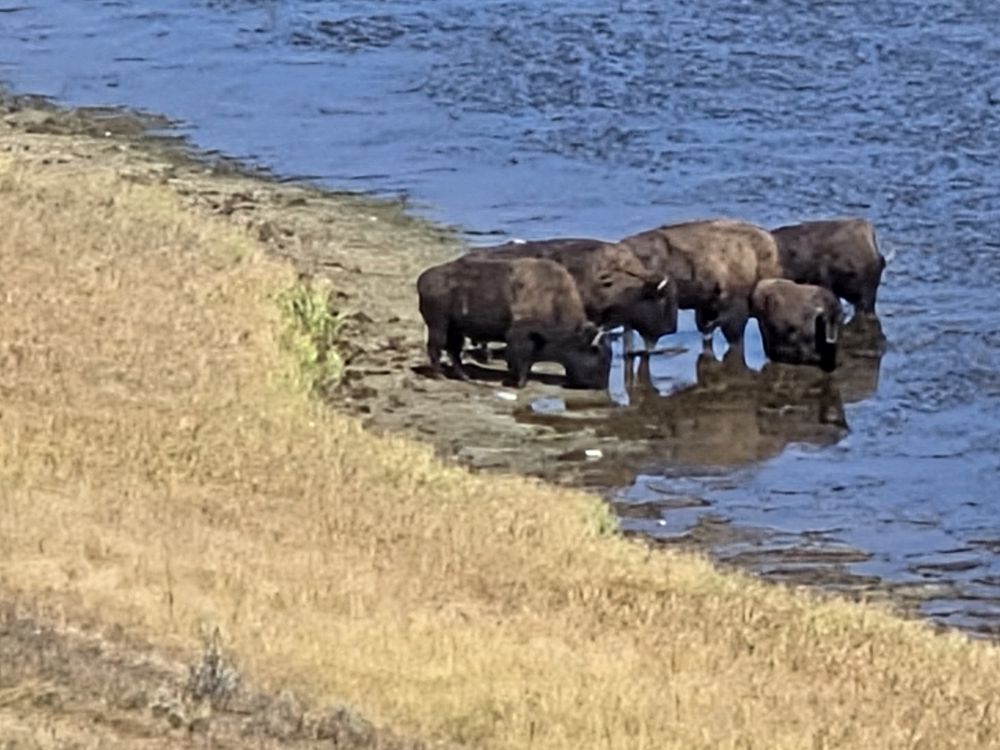 Bison