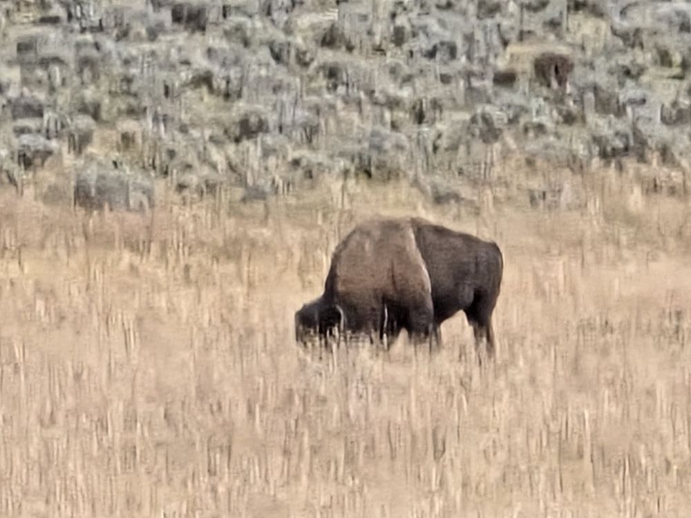 Bison