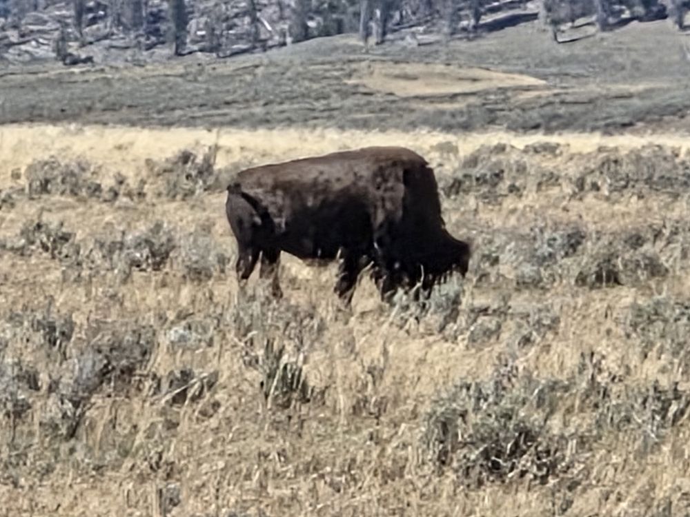 Bison