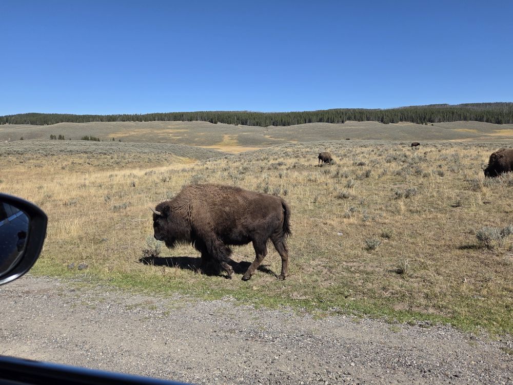 Bison