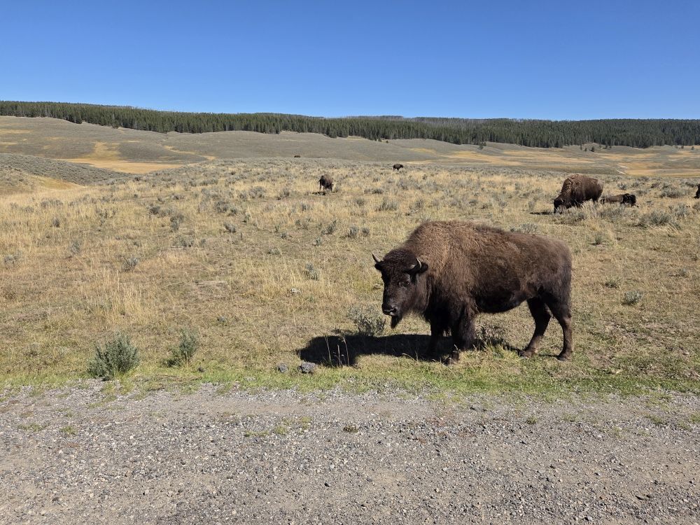 Bison